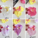 gallery soshiyant ـ گالری سوشیانت ـ کلیپس ارکیده